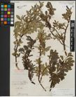 Foto von Salix kitaibeliana Willd.